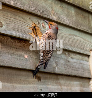 Ein männlicher nördlichen Flimmern hämmerte ein Loch für sich selbst und herausziehen Glasfaserisolierungen in Vancouver BC. Stockfoto