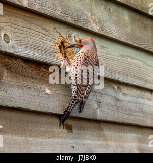 Ein männlicher nördlichen Flimmern hämmerte ein Loch für sich selbst und herausziehen Glasfaserisolierungen in Vancouver BC. Stockfoto