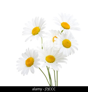 Bouquet von Kamillen (Ox-Eye Daisy) isoliert auf einem weißen Hintergrund. Stockfoto