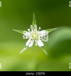 Moor Stitchwort (Stellaria Alsine) Blume. Weiße Blume Pflanze in Familie Caryophyllaceae, mit Blütenblättern Split mehr als zur Hälfte und kürzer als die Kelchblätter Stockfoto