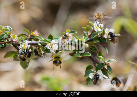 Zusammensetzung der britischen Bienen und Mimik. Honigbiene (Apis Melifera), frühe Hummel (Bombus Pratorum), Hoverfly (Volucella Bombylans), Bee fly Stockfoto