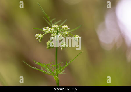 Pignut (Conopodium Majus) in Blüte. Dolde weißer Blüten der Pflanze ist in der Karotte Familie Apiaceae, wächst in einem britischen Waldgebiet Stockfoto