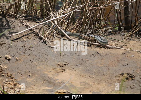 faul, große Schlange Sonnenbad am warmen Sand am Ufer Flusses in warmen Frühlingstag Stockfoto