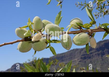 Mandel (Prunus Dulcis / Amygdalus = Amygdalus Communis) Früchte an einem Baum auf montane Hügel in der Nähe von Tejeda, Gran Canaria, Mai. Stockfoto