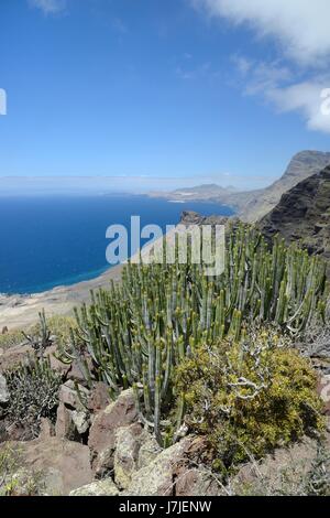 Kanaren-Wolfsmilch / Hercules Club (Euphorbia Canariensis) stand auf vulkanischen Küstengebirge des Naturpark Tamadaba, Gran Canaria. Stockfoto