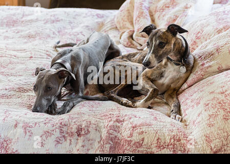 Paar glatt beschichtet taumelte auf einem gesteppten Toile De Jouy Bett decken Stockfoto