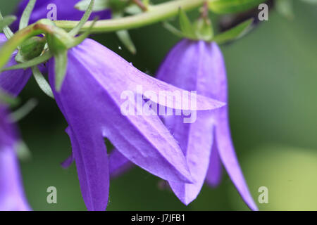 Schöne bläulich-violett-Glockenblume oder Glockenblume, Growng wild in einem Feld in der Nähe ein urbanes Zentrum. Stockfoto