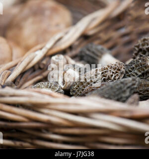 Getrocknete Morcheln (Morchella Vulgaris) bei La Boquería-Markt, Barcelona. Katalonien, Spanien Stockfoto