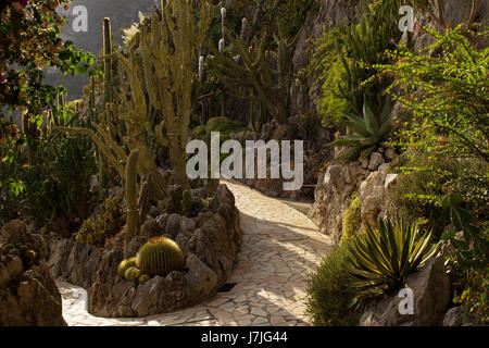 Exotischer Garten von Monaco, Jardins Exotique de Monaco: Sammlung von Sukkulenten und tropischen Pflanzen an der Spitze der Felsen von Monaco City, Sonnenschein Stockfoto