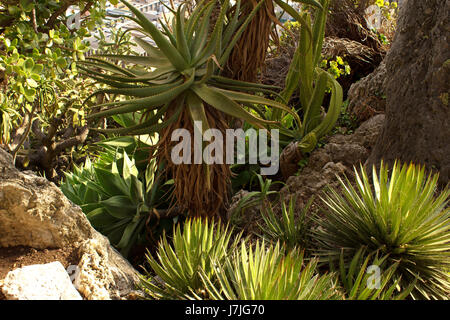 Exotischer Garten von Monaco, Jardins Exotique de Monaco: Sammlung von Sukkulenten und tropischen Pflanzen an der Spitze der Felsen von Monaco City, Sonnenschein Stockfoto