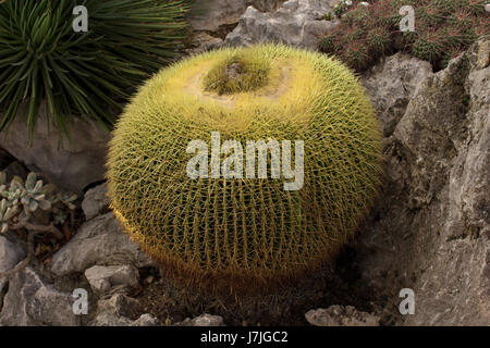Exotischer Garten von Monaco, Jardins Exotique de Monaco: Sammlung von Sukkulenten und tropischen Pflanzen an der Spitze der Felsen von Monaco City, Sonnenschein Stockfoto