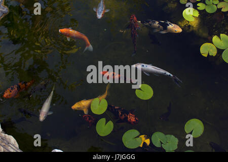 Exotischer Garten von Monaco, Jardins Exotique de Monaco: Sammlung von Sukkulenten und tropischen Pflanzen an der Spitze der Felsen von Monaco City, Sonnenschein Stockfoto