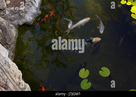 Exotischer Garten von Monaco, Jardins Exotique de Monaco: Sammlung von Sukkulenten und tropischen Pflanzen an der Spitze der Felsen von Monaco City, Sonnenschein Stockfoto