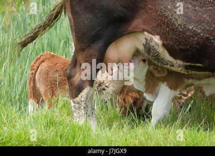 junge Kälberfütterung von Mutter in Wiese, Suffolk, england Stockfoto