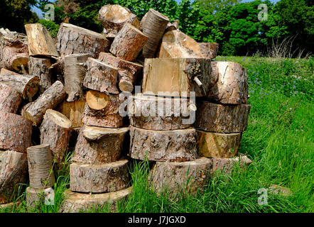 Haufen von gesägten Baumstämmen, Norfolk, england Stockfoto