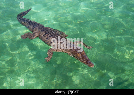 Amerikanisches Krokodil, Crocodylus Acutus, Jardines De La Reina, Kuba Stockfoto
