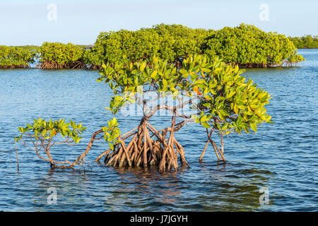 Rote Mangroven, Rhizophora mangle, Jardines De La Reina, Kuba Stockfoto