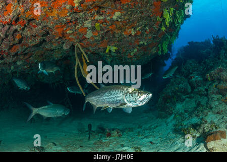 Schwarm von Tarpon, Megalops Atlanticus, Jardines De La Reina, Kuba Stockfoto