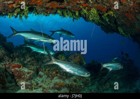 Schwarm von Tarpon, Megalops Atlanticus, Jardines De La Reina, Kuba Stockfoto