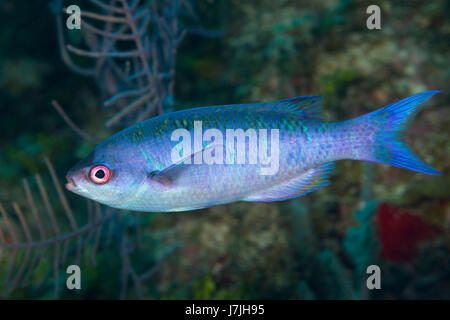 Creole Lippfische, Clepticus Parrae, Jardines De La Reina, Kuba Stockfoto