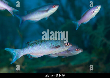 Creole Lippfische, Clepticus Parrae, Jardines De La Reina, Kuba Stockfoto