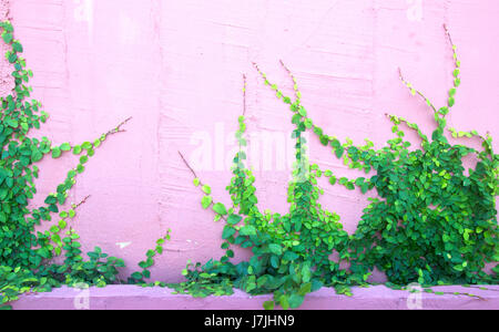 Die grüne Ranke Pflanze an der Wand Stockfoto