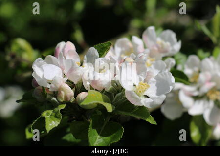 Cluster von weißen und rosa Entdeckung Apple Blossom Blumen blühen in der Frühlingssonne in Shropshire, England Stockfoto