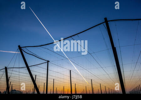 Morgen Sonnenaufgang, Hop Feld Pole und ein Flugzeug fliegen am Himmel, Žatec hop Region, Tschechische Republik, Europa Stockfoto