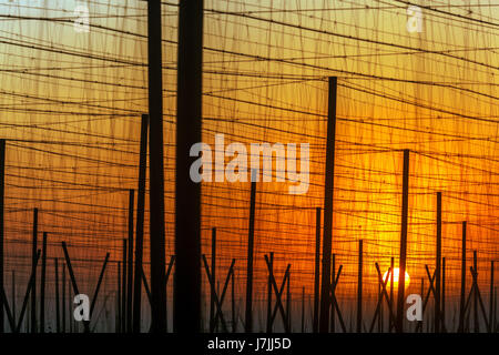 Morgen Sonnenaufgang, Hop Feld Pole, Žatec hop Region, Tschechische Republik, Europa Stockfoto