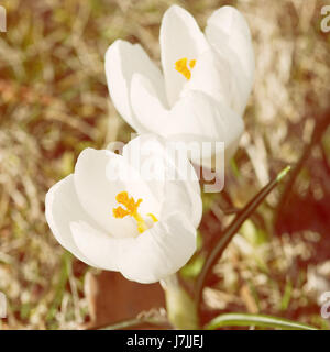 Weiße Krokus - Crocus Heuffelianus. Saisonale natürliche Szene. Frühlingszeit. Gelbe Fotofilter Stockfoto