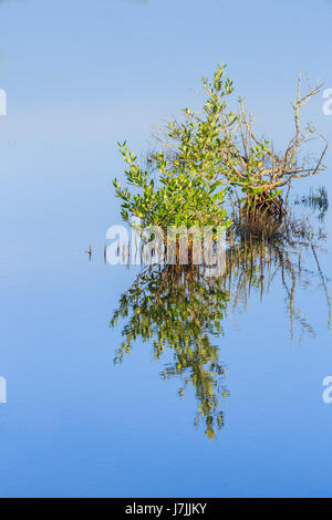 Einzelne junge Mangrove wächst in Florida Feuchtgebiete Stockfoto