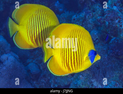 Schließen Sie herauf Bild von zwei Bluecheek Butterflyfish (Chaetodontidae Semilarvatus) mit blauem Wasser Hintergrund. Im Roten Meer, in der Nähe von Port Ghalib, Ägypten. Stockfoto