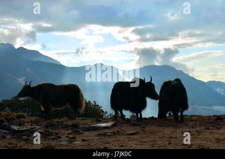 Yaks und wunderschönen Sonnenaufgang im Himalaya-Gebirge. Nepal Stockfoto