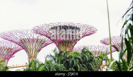 15. Januar 2016, Singapur - Supertree Gardens by the Bay in Marina Bay Stockfoto