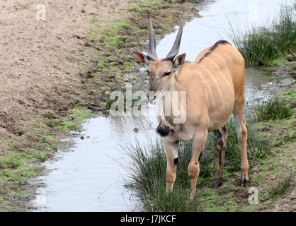 Southern African oder gemeinsame Eland-Antilopen (Tauro Oryx) an einem kleinen Bach trinken. Stockfoto