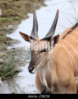 Afrikanischen Süden oder gemeinsame Eland Antilopen (Tauro Oryx), Nahaufnahme des Kopfes. Stockfoto