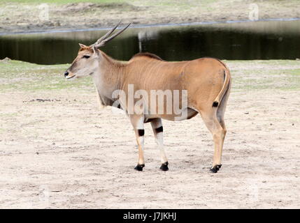 Reifen Sie männlichen afrikanischen Süden oder gemeinsame Eland-Antilopen (Tauro Oryx). Stockfoto