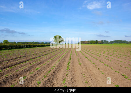 junge Kartoffelpflanzen in Reihen mit Bäumen und Hecken bei blau bewölktem Himmel im Frühling in yorkshire Stockfoto