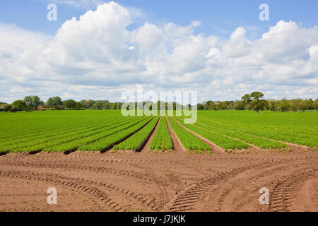 Reihen von jungen Karotten Felder mit Wald am Horizont bei blau bewölktem Himmel im Frühling in yorkshire Stockfoto