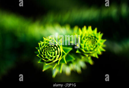 Einen allgemeinen Überblick über ein Affe Puzzle Baum an den Royal Botanic Gardens, Kew, London. Stockfoto