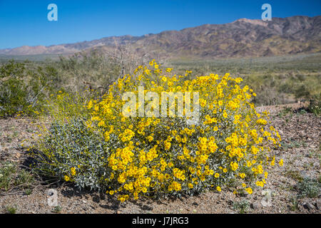 Wüste Wildblumenwiese in den Box-Schluchten des Orocopia-Gebirges in der Nähe von Mekka, Kalifornien, USA. Stockfoto