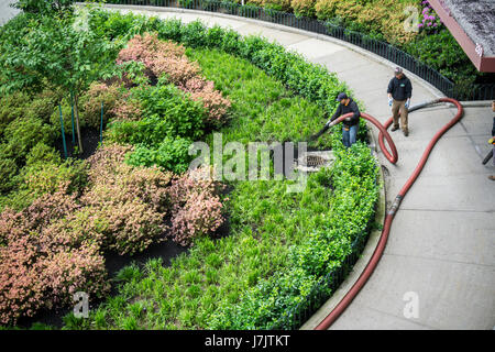 Arbeiter Pumpen Mulch in den Anpflanzungen am Eingang eines Mehrfamilienhauses in Chelsea in New York auf Dienstag, 23. Mai 2017. (© Richard B. Levine) Stockfoto
