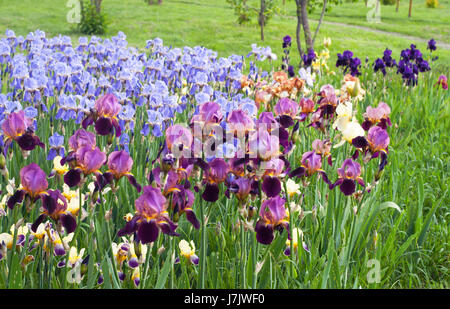 Farbige Iris im Park. Boden der Iris auf der grüne Hintergrund jedoch unscharf Stockfoto