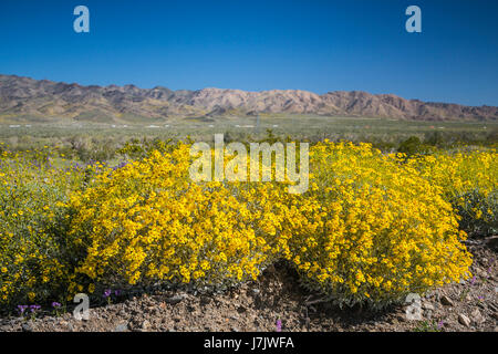 Wüste Wildblumenwiese in den Box-Schluchten des Orocopia-Gebirges in der Nähe von Mekka, Kalifornien, USA. Stockfoto