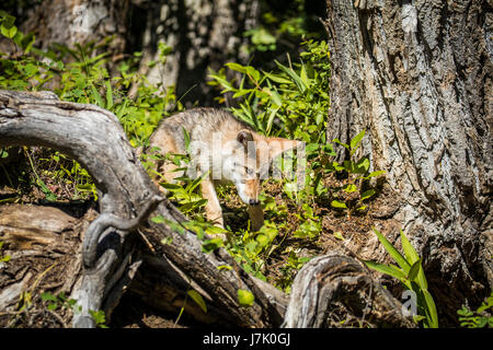 Canis latrans Stockfoto