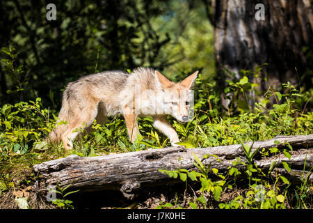 Canis latrans Stockfoto