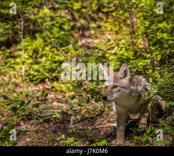 Canis latrans Stockfoto