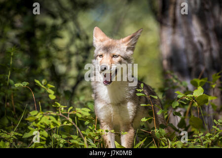 Canis latrans Stockfoto