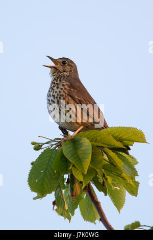 Singdrossel (Turdus Philomelos) singen aus einer Baumkrone Stockfoto