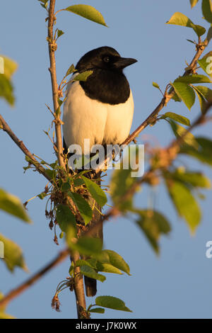Eurasische Elster (Pica Pica) Stockfoto
